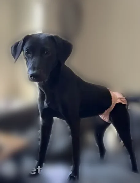 Lost dog, Copper Creek Drive, Benton, Little Rock - female, black with scarring - photo