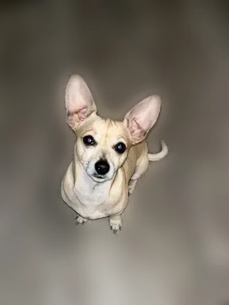 Lost dog, Broad Wing Drive, San Antonio - photo