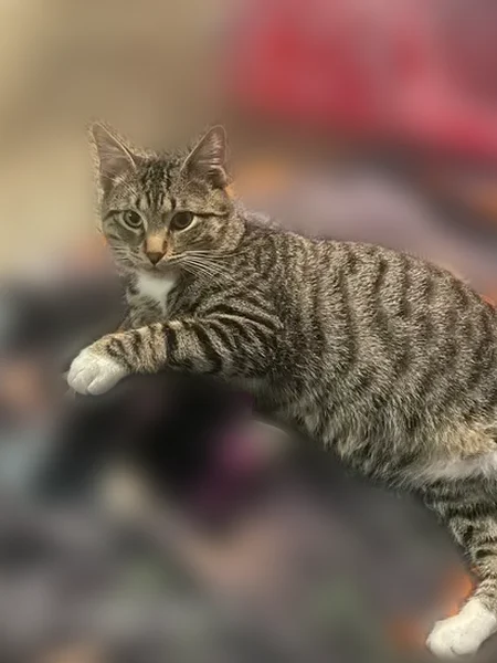 Lost cat, Smarty Jones Circle, 67, Shady Grove Estates, Austin - male with mismatched toe beans - photo