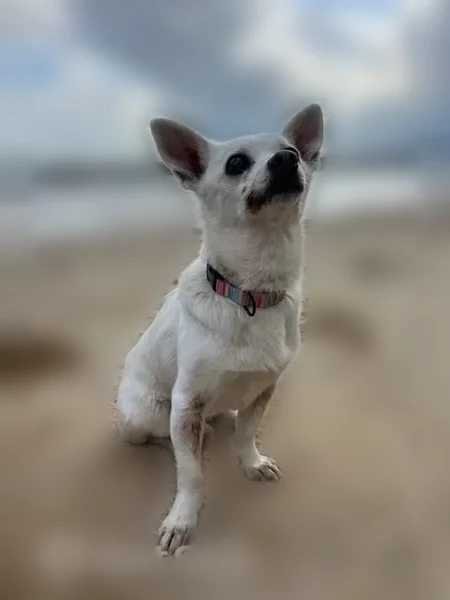 Lost dog, Northern Dancer Drive, Ocala - small white male Chihuahua mix - photo