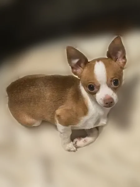 Lost dog, South Archer Avenue, 3168, Hickory Hills - small Chihuahua with light brown fur - photo