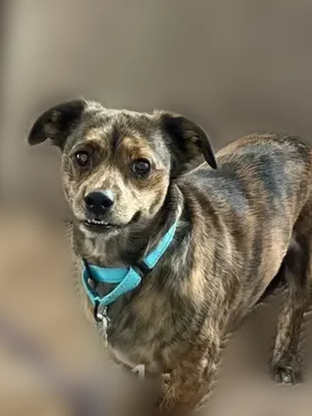 Lost dog, Gold Street, 306, New York - male Chiweenie - photo