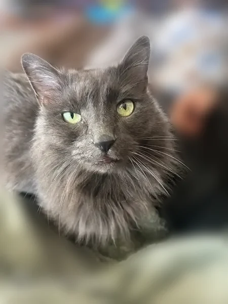 Lost male cat, South Jackson Street, Harris, Minneapolis - fluffy and gray with green eyes - photo