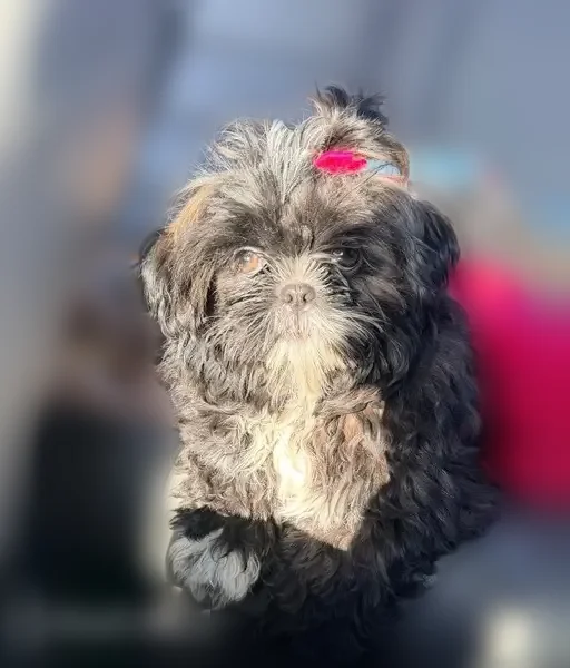 Lost female dog, North Belmont Avenue, Indianapolis - small Shih Tzu with pink and orange collar - photo