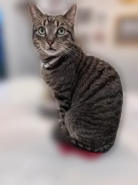 Lost cat, Surf Point Lane, Katy - male tabby with a white flea collar - photo