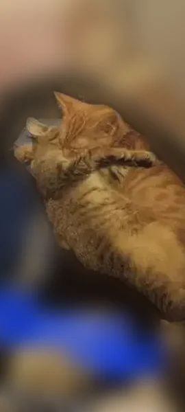 Lost male cat, Polly Spout Road, Marion - orange tabby with stripes - photo