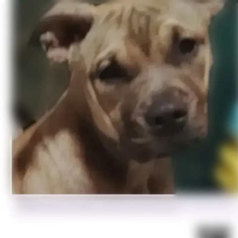 Lost female dog, San Antonio, Texas - solid color with a mask-like appearance - photo