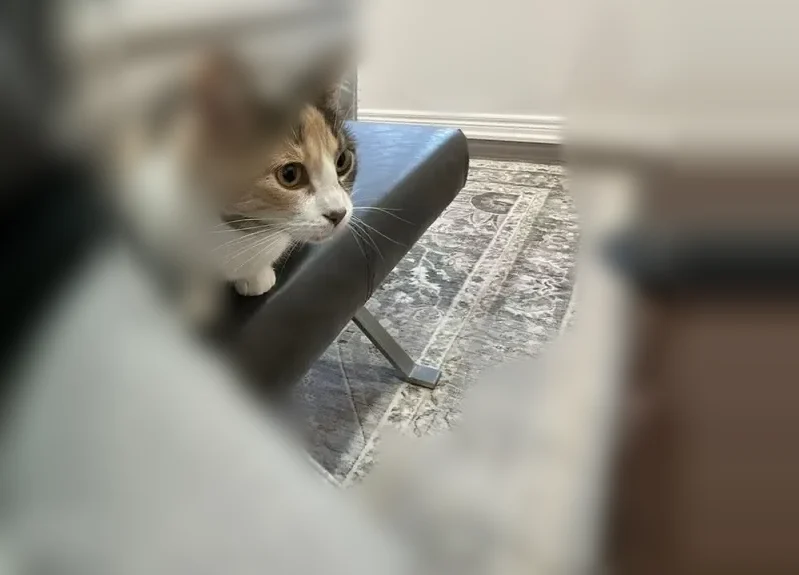 Lost cat, Kootenay Place, 46, Brampton - female with unique markings - photo