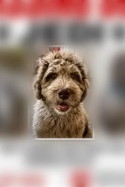 Lost dog, Father Ryan Avenue, 1286, Biloxi - grayish brown with dark brown spots - photo