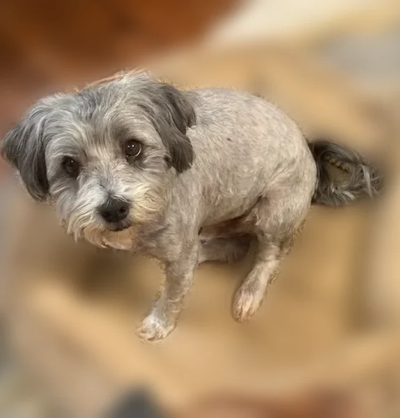 Lost dog, South 250th East Avenue, Broken Arrow - gray pup - photo