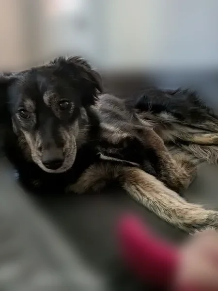 Lost dog, Wilmington, Delaware - female, last seen near Delaware Ave and Franklin Ave - photo