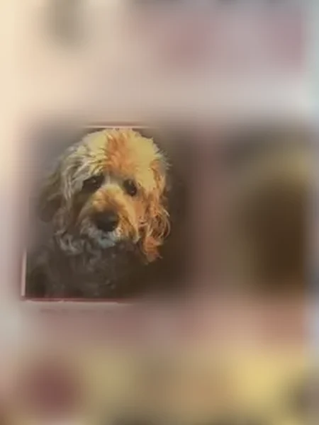 Lost male dog, River Rouge, Michigan - 14-year-old cockapoo - photo