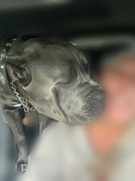 Lost female dog, Euliss Court, Avon - grey with white patch - photo