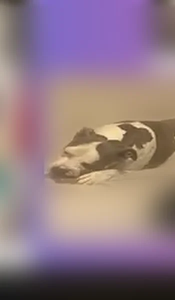 Lost dog, Lost Beach Road, Concord - female with light green eyes - photo