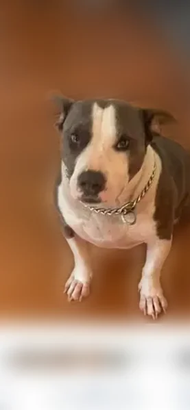 Lost dog, Linda Way, 768, Forest Park - friendly male pit bull - photo