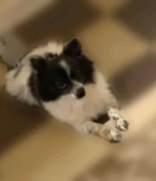 Lost dog, Walnut Street, 620, Camden - female, black and white - photo