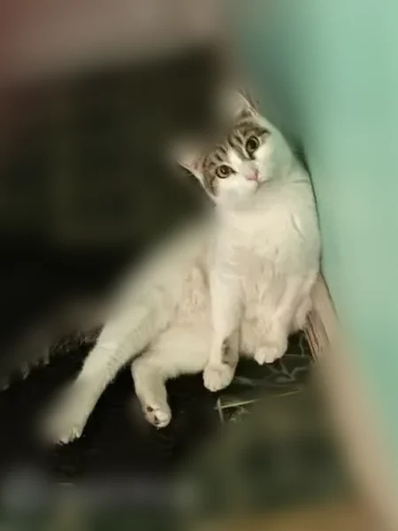 Lost cat, Polk Avenue, Akron - female with cerebral hypoplasia - photo