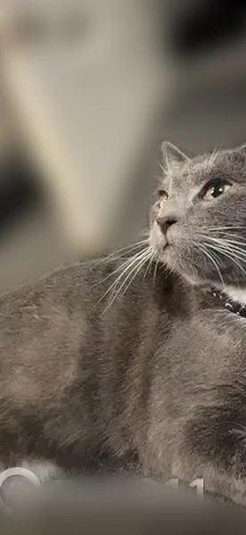Missing cat Male, Springfield (usl536331) - photo