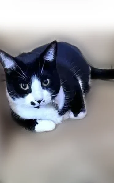 Lost cat, Sairs Avenue, Long Branch - black and white, very friendly - photo