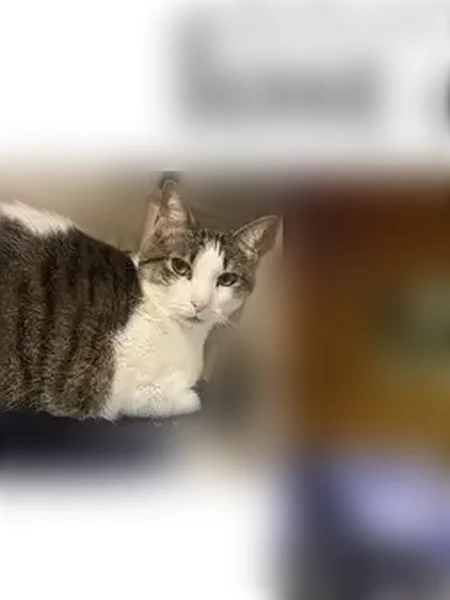 Lost cat, Eva Marie Way, Knoxville - calico with a white “dolphin” marking - photo