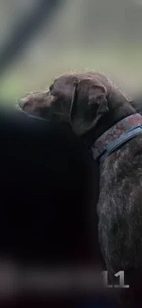 Lost male dog, Ten Eyck Road, Town of Worcester - photo