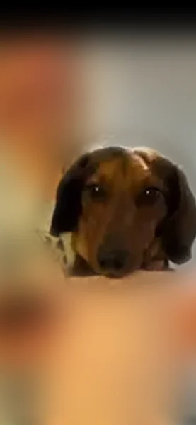 Lost dog, Pecan Street, Shellman, Albany - male with wireless fence collar - photo