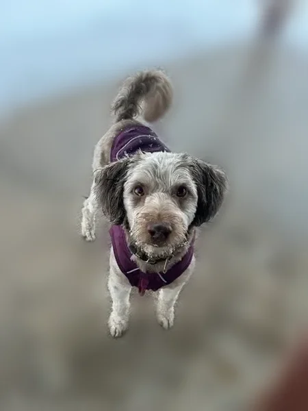 Lost dog, Ogden, Utah - female with a black collar - photo