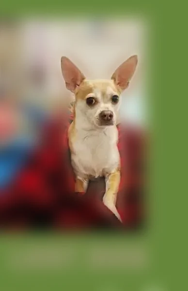 Lost dog, South Oleander Street, Cornelius - male chihuahua - photo
