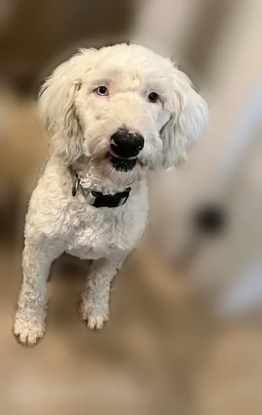 Lost dog, Cresson, Texas - white and gray sheepadoodle with one blue eye - photo