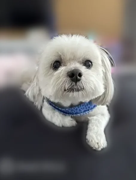 Lost dog, Northeast 21st Avenue, 4813, Fort Lauderdale - 16 years old, very friendly - photo