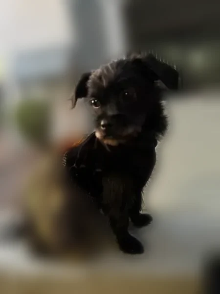 Lost female dog, North Oregon Street, Chandler - black, 1 year old - photo