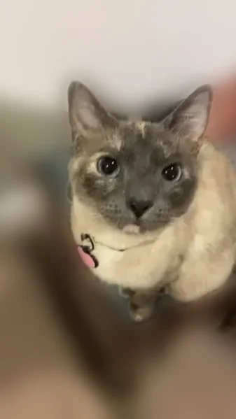 Lost cat, Heritage Street, Gahanna - female with a unique forehead mark - photo