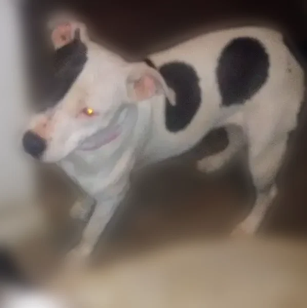 Lost dog, Tomahawk Drive, Lacy Lakeview, Waco - black spot over right eye - photo