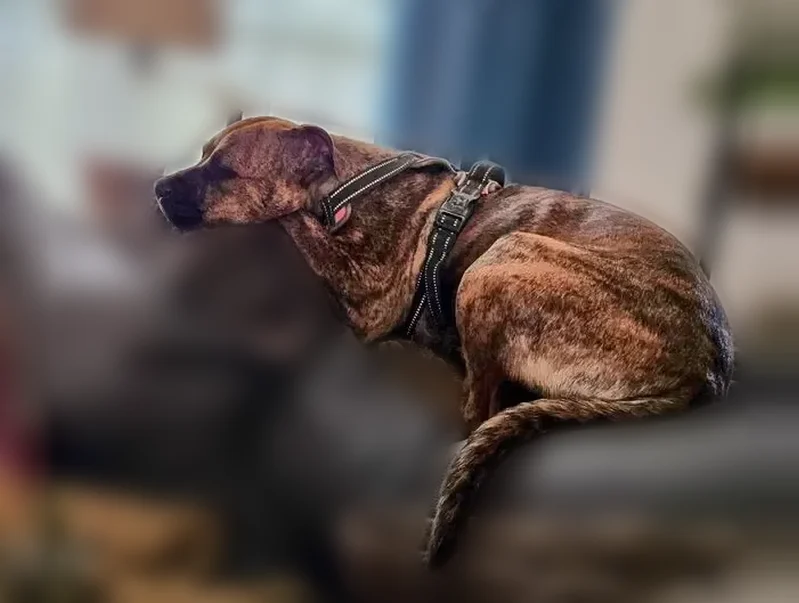 Lost female dog, Calhoun, Georgia - light brindle - photo