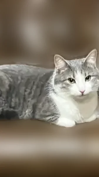 Lost male cat, Lancaster Avenue, Charleston - large gray/white - photo
