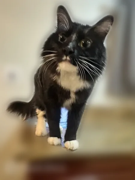 Lost male cat, Fireside Ranch Avenue, Las Vegas - black and white, very shy - photo