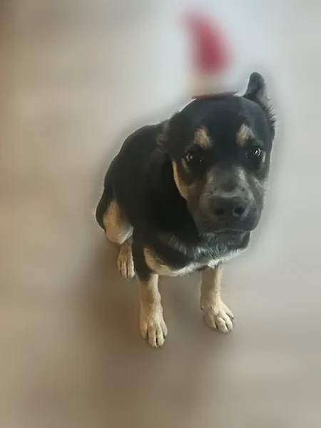 Lost dog, North Palm Brook Drive, Marana - black and brown male - photo