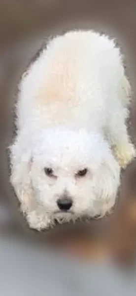 Lost dog, Clermont Avenue, 510, New York - eggshell white bichon frise/poodle - photo