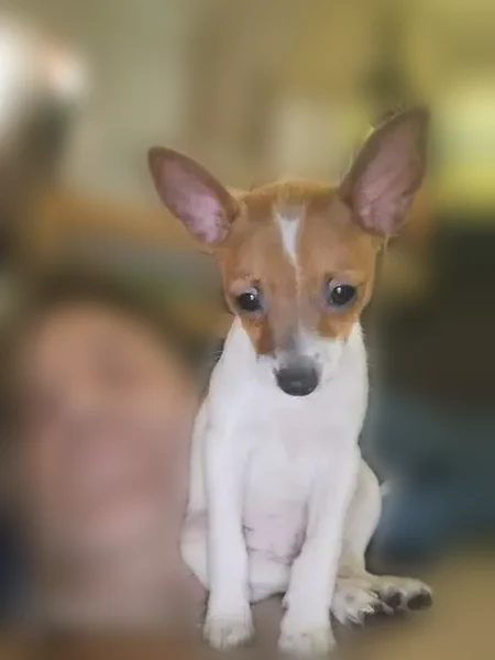 Lost dog, West Sugarland Highway, 959, Clewiston - male with white and brown leash - photo