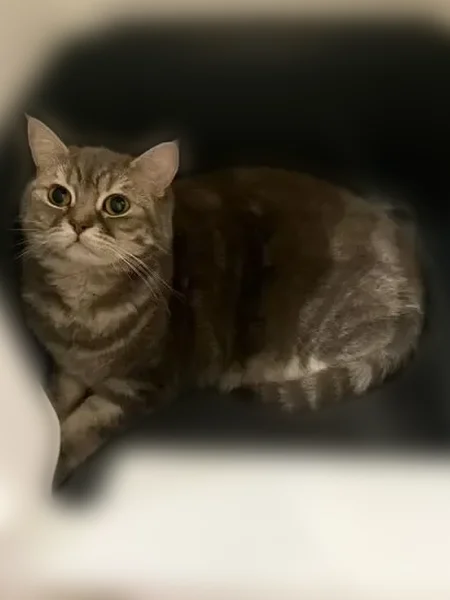 Lost male cat, Bigelow Street, Quincy - gray, medium size, friendly - photo
