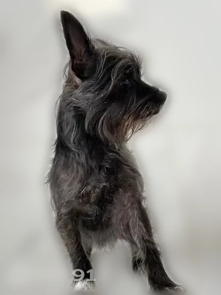 Lost female dog, Southwest 130th Avenue, Homestead - photo