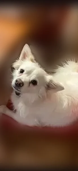 Missing dog Male, Little Rock (usl536414) - photo