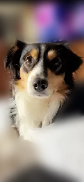 Lost dog, Minford, Portsmouth - black tan and white named Castiel - photo
