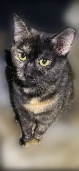 Lost cat, Houghton Street, 5930, Philadelphia - clipped left ear - photo