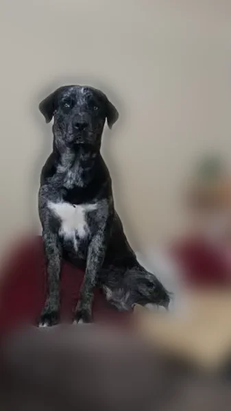 Lost male dog, Lincoln Avenue, 232, Clovis - brindle and skittish - photo