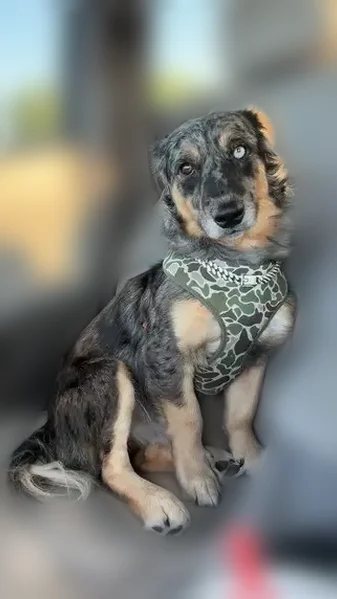 Lost dog, Green Pond Road, Dunlap - adventurous male - photo