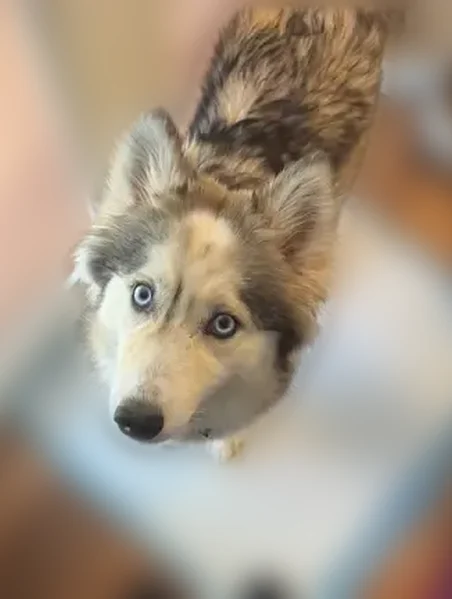 Lost dog, Paterson, New Jersey - full white coat with black and white - photo