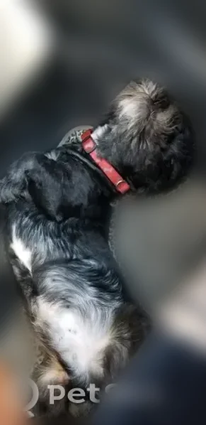 Lost dog, Belle Trees Drive, Bartlett - black with a grayish/white underbelly - photo