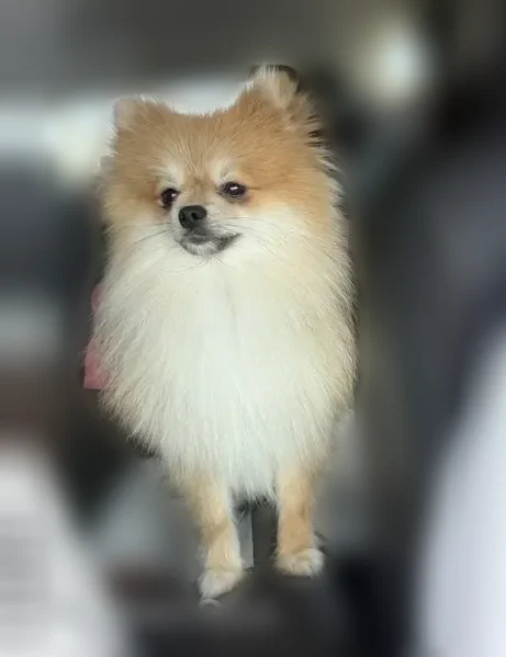 Lost dog, West Hackberry Avenue, McAllen - fluffy Pomeranian named Coco - photo