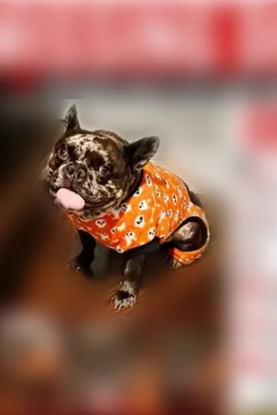 Lost female dog, East 86th Place, Chicago - brown with white/gray patches - photo